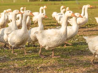 WHO noemt uitbraak vogelgriep een 'pandemie onder dieren'