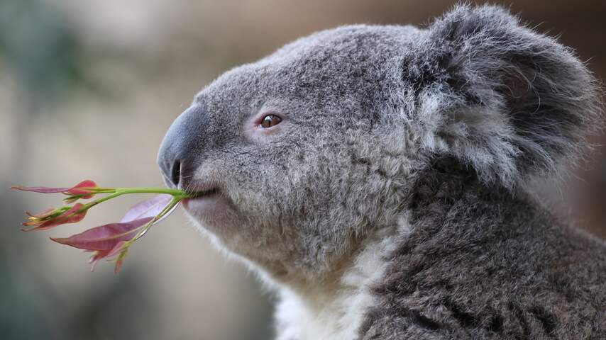 Koalapopulatie daalt flink door bosbranden (en giftige eucalyptusblaadjes)