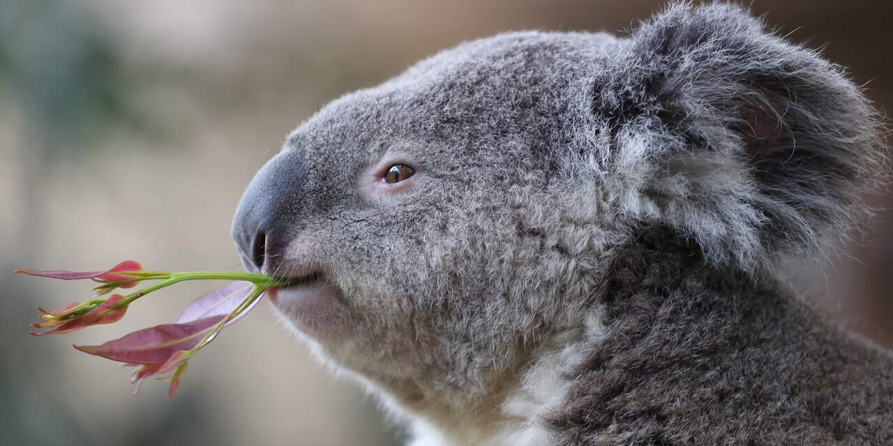 Koalapopulatie daalt flink door bosbranden (en giftige eucalyptusblaadjes)
