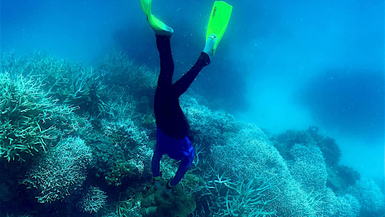 Gode ​​nyheter: på traktoren på Nordkapp |  Great Barrier Reef ser ut til å komme seg |  NÅ