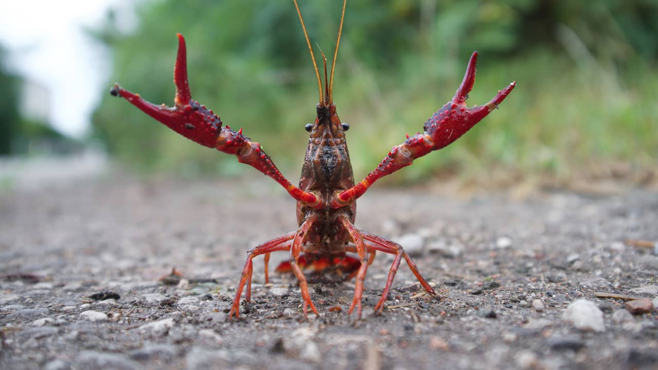 Krimpenerwaard infested with millions of crayfish, call for government action |  inland