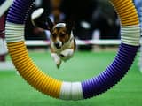 Donderdag 21 januari: Een hond springt door een rubberen band tijdens de 140e jaarlijkse Westminster Kennel Club Dog Show in de VS.