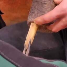 Video | Dierenverzorgers trekken lange stok uit slurf van olifantje