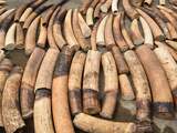 Ivoorkust onderschept 600 kilo aan slagtanden van olifanten