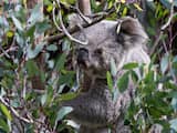 Verbrande Australische koala Lewis alsnog overleden