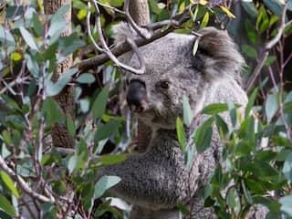 Australische bosbranden bedreigen watervoorraad, natuur en koala's