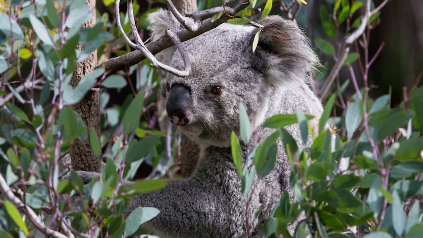 Australische bosbranden bedreigen watervoorraad, natuur en koala's