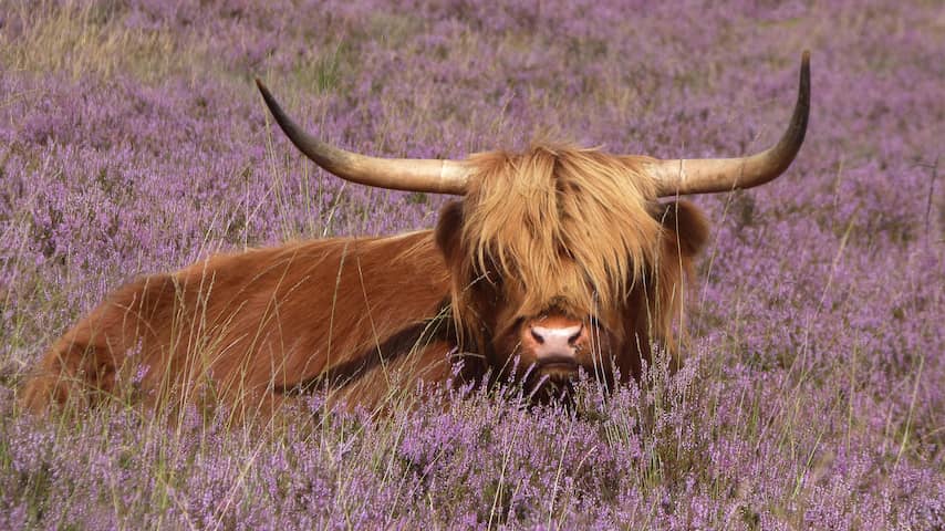 Politie bevrijdt stel van kudde Schotse hooglanders na uren wachten