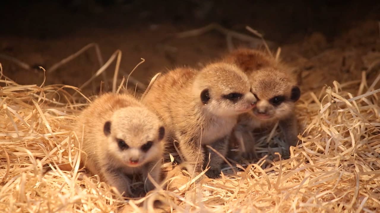 Beeld uit video: Pasgeboren stokstaartjes laten zich zien in DierenPark Amersfoort