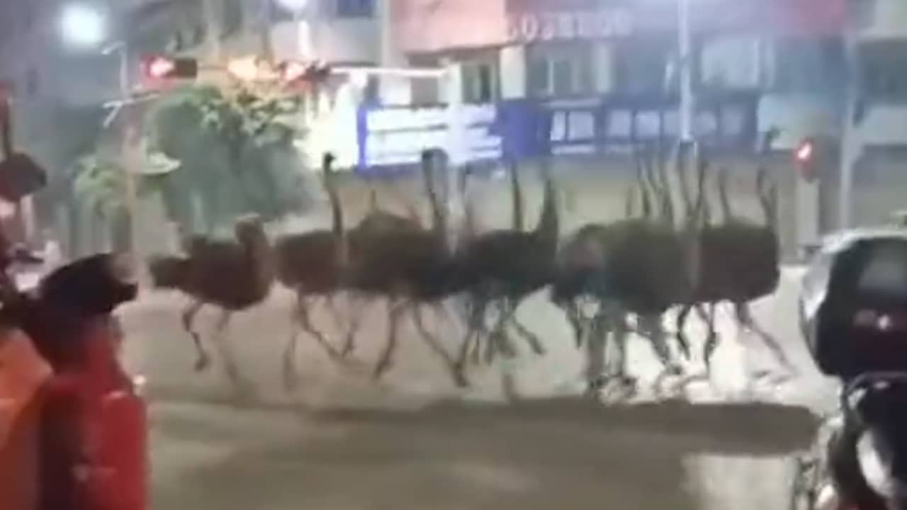 Beeld uit video: Honderd ontsnapte struisvogels rennen over straat in China