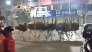 Honderd ontsnapte struisvogels rennen over straat in China