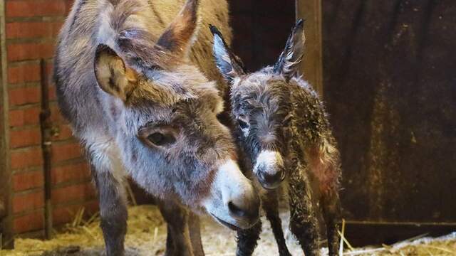 Superschattig: mini-ezel geboren in DierenPark Amersfoort