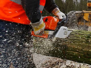 Natuurmonumenten stelt kappen eikenbomen in Zegse Heistraat uit