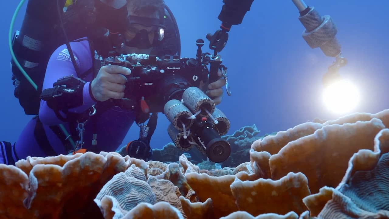 Beeld uit video: Enorm koraalrif op ongekende diepte ontdekt bij Tahiti