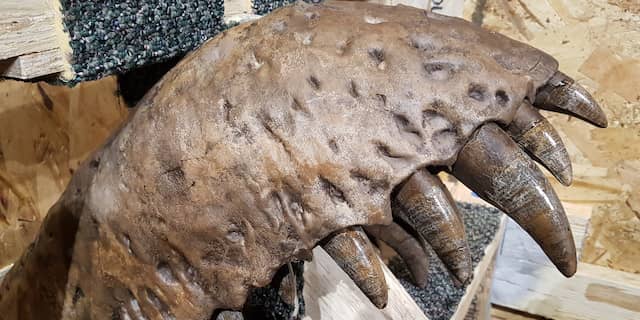 Schedel T. rex