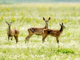 Afschieten herten Oostvaardersplassen weer uitgesteld tot uitspraak rechter