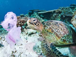 Bonaire pakt als laatste Nederlands-Caribisch eiland wegwerpplastic aan
