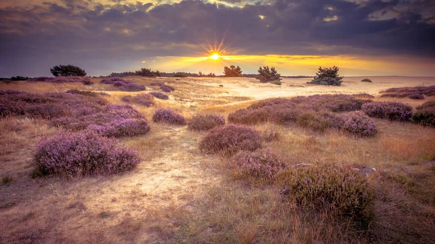In duinen, op heide en boerenland gaat Nederlandse natuur verder achteruit