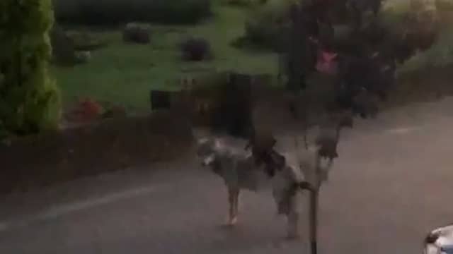 Bewoonster filmt wolf die rondloopt door straat in Ermelo