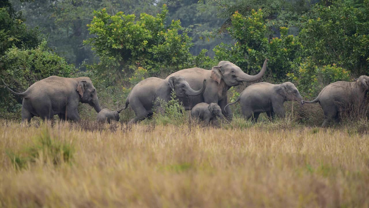 Elephants in India Attend Funeral Ceremonies for Deceased Family Members, Scientists Discover