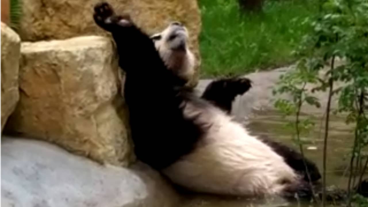 Beeld uit video: Reuzenpanda voelt zich thuis in Ouwehands Dierenpark