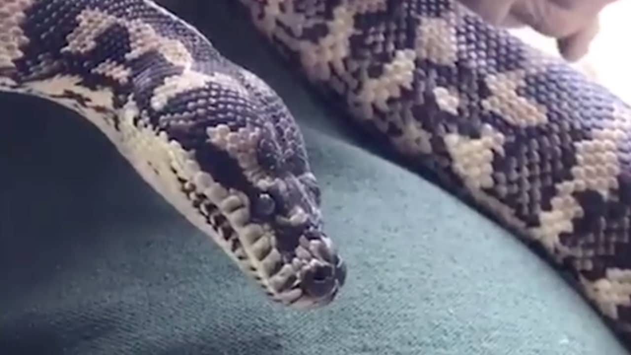 Beeld uit video: Drugsverslaafde python zit maand in Australische afkickkliniek