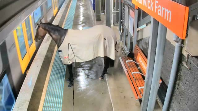 Ontsnapt paard ijsbeert op Australisch treinperron