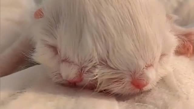 Zeldzame kat met twee gezichten geboren in China