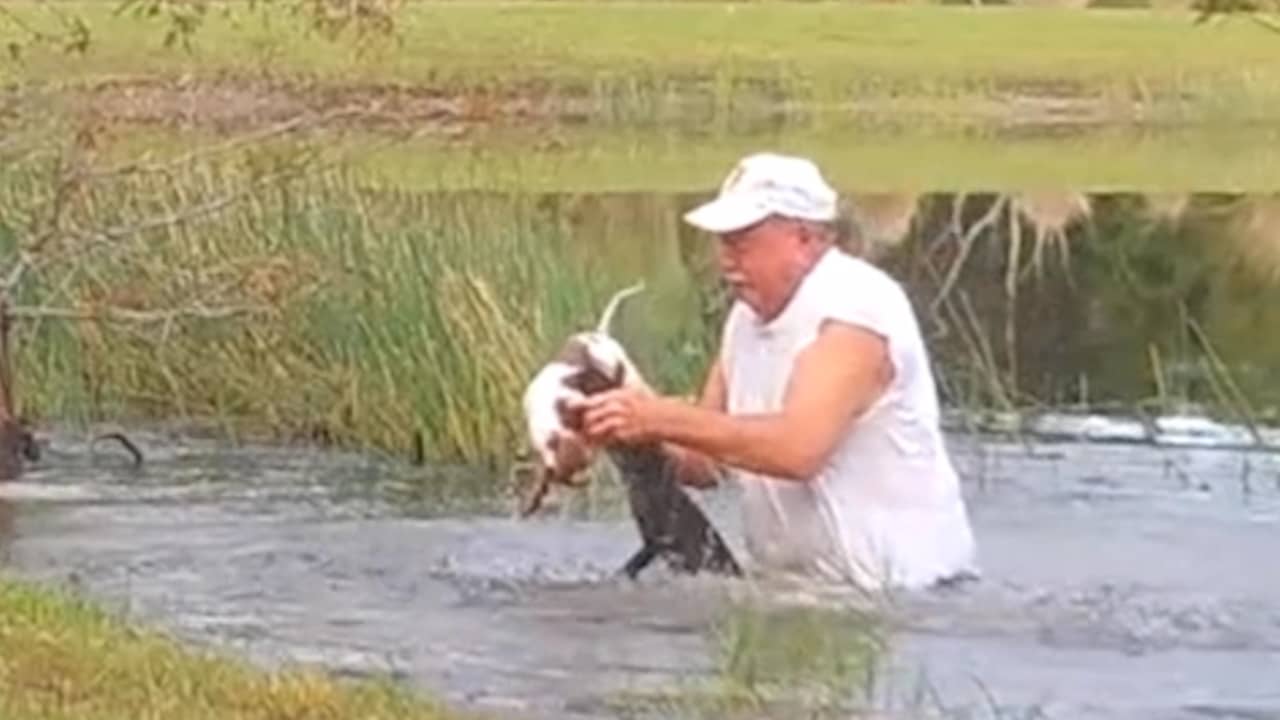 Beeld uit video: Man redt puppy uit de bek van alligator in Florida