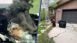 Amerikaanse boswachter bevrijdt beer die zichzelf opsloot in auto