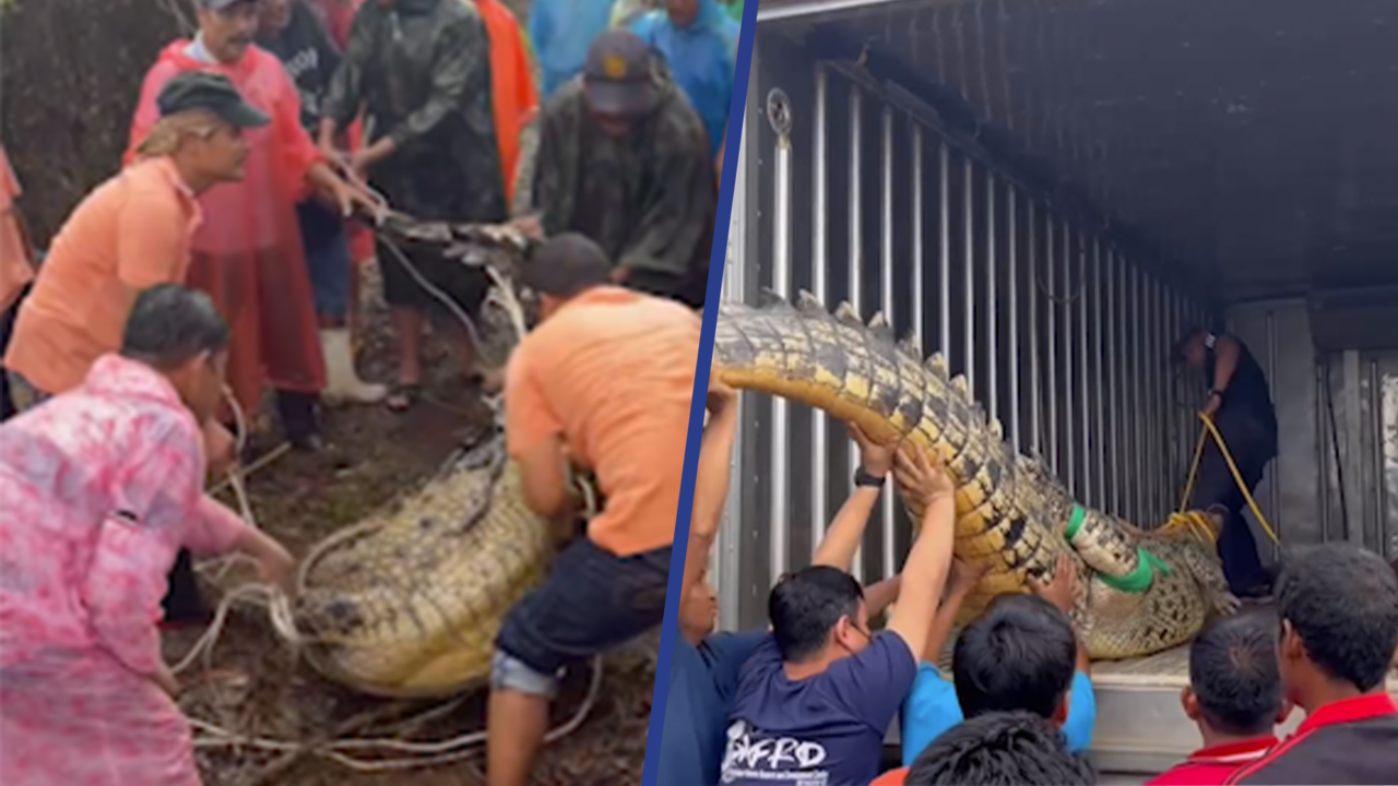 Beeld uit video: Thaise hulpdiensten worstelen met 4 meter lange krokodil