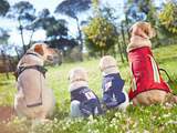 Therapie met beesten: 'Noem het geen dierentherapie, hond is geen psychiater'