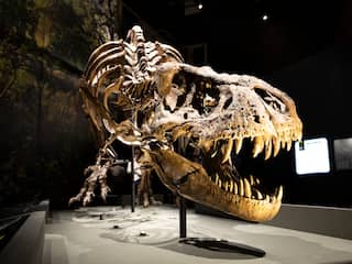 Fossiel van een van de laatste dinosaurussen gevonden in Argentinië