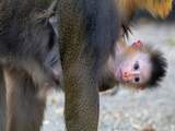 Mandril geboren in Artis