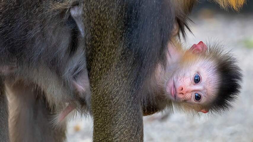Mandril geboren in Artis