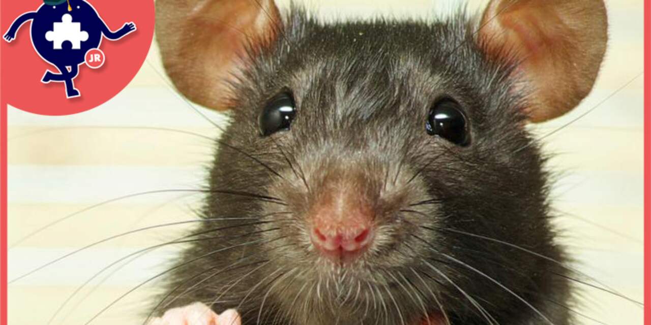 Utrecht start grote campagne tegen ratten in de stad