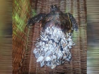 Weer zeeschildpad aangespoeld in Nederland, schild onder eendenmosselen