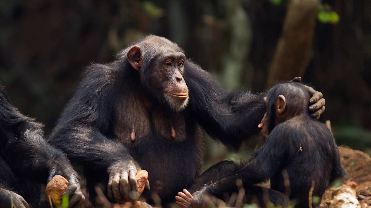 Research: Humans understand monkey sign language through a common ancestor |  Public