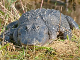 Vrouw in Verenigde Staten door alligator gegrepen en overleden