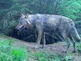 Opnieuw jonge wolven op noordelijk deel van de Veluwe