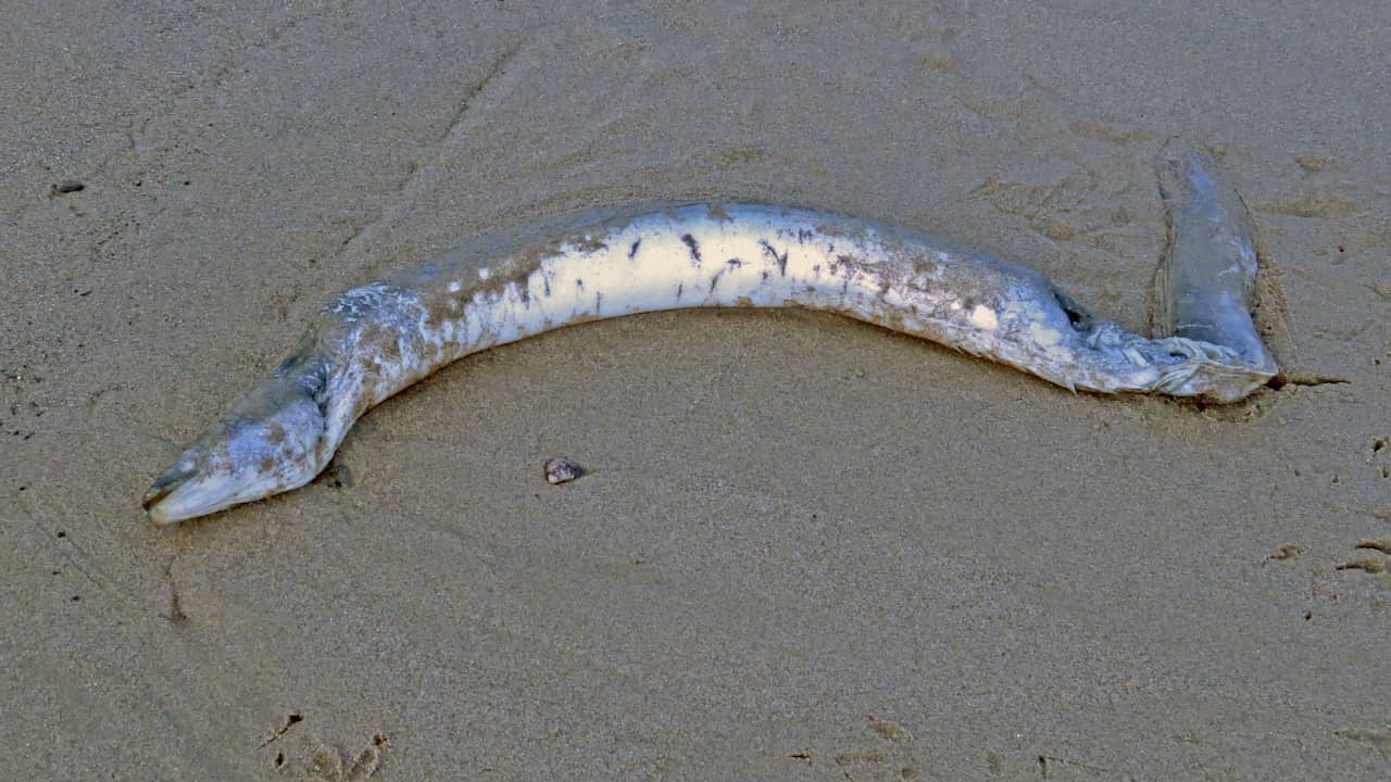 Has the mystery of the 'cracking eel' really been solved? | NOW - Archyde