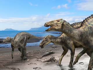 Grootste dinosaurus ooit gevonden in Japan blijkt onontdekte soort