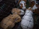 Politie arresteert vrouw die 125 cavia's en 3 konijnen verwaarloosde