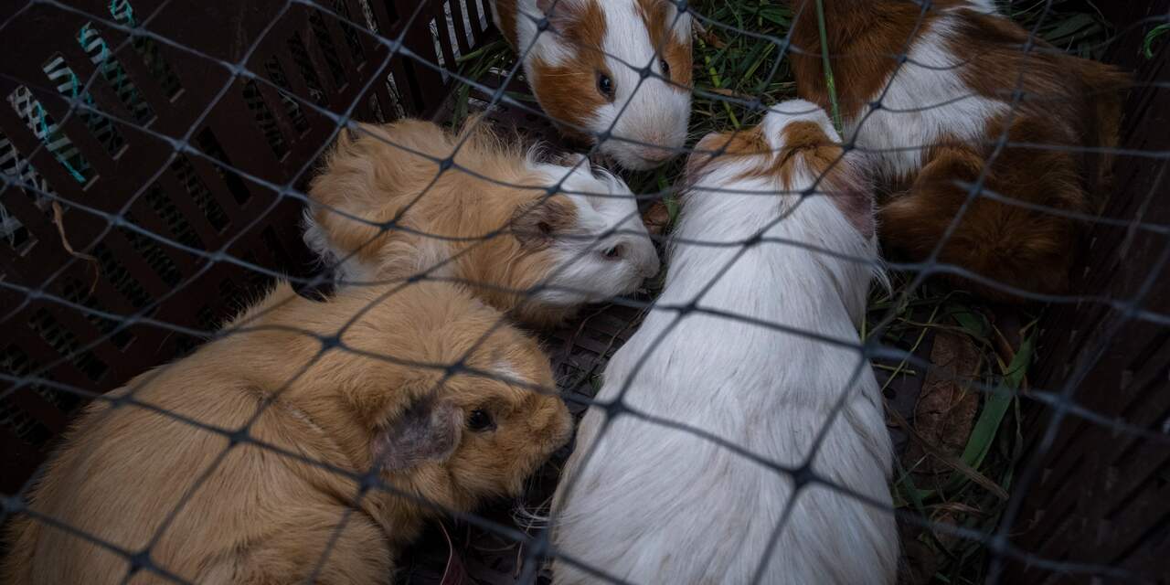 Ernstig verwaarloosde cavia's aangetroffen in het Kralingse Bos