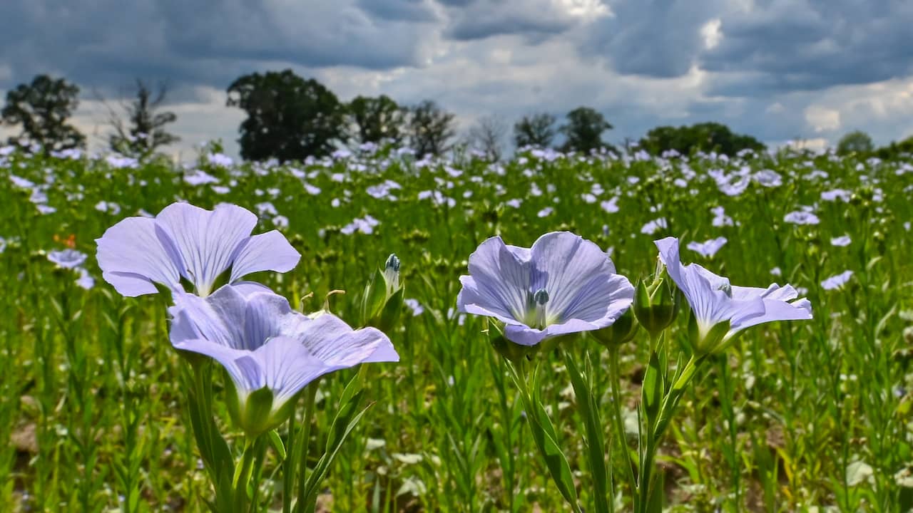 Research: flax and hemp are “indispensable” for more sustainable construction |  climate