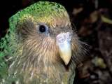 Kakapo wint door fraude geteisterde vogelverkiezing in Nieuw-Zeeland