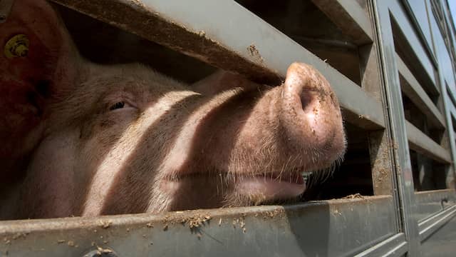 Ongeluk met vrachtwagen bij Kessel kost 24 varkens het leven. Ongeluk met vrachtwagen bij Kessel kost 24 varkens het leven.