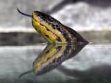 Anaconda in VS krijgt nakomelingen zonder hulp van mannetje
