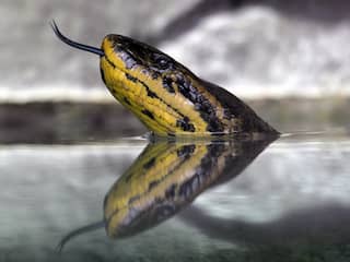 Dwerganaconda of Gele anaconda 