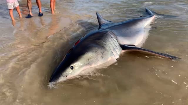 Halfdode witte haai spoelt aan op Australisch strand